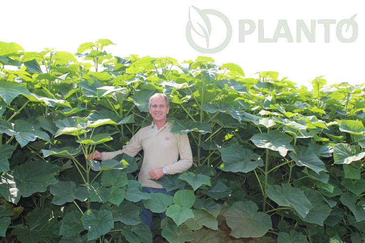 Planto rasad paulovnije